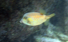 Ostracion immaculatum