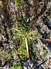 Cyperus retrofractus