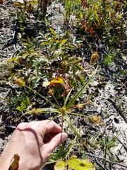 Cyperus retrofractus