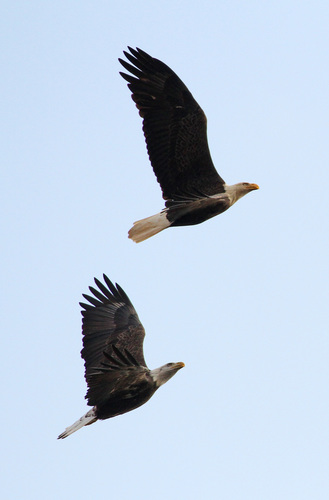 Bald Eagle photographed in Maryland