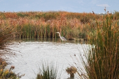 Ardea cinerea