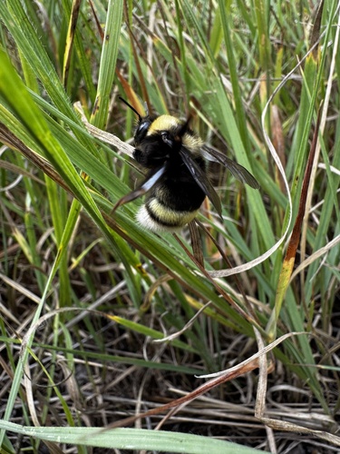 Western Bumble Bee photographed in Montana