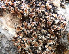 Psora pseudorussellii