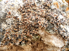 Psora pseudorussellii