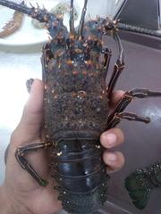 Panulirus inflatus