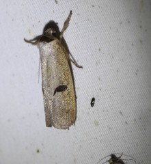 Pilostibes stigmatias