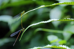 Ceriagrion fallax