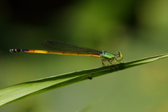 Ceriagrion fallax