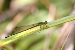 Ceriagrion fallax