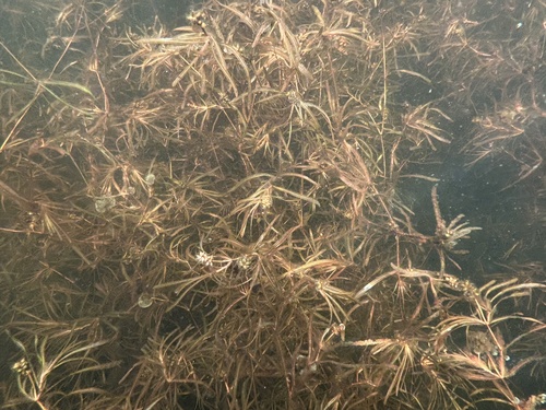 Potamogeton obtusifolius iNat (2)