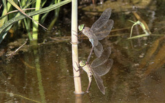 Anax parthenope