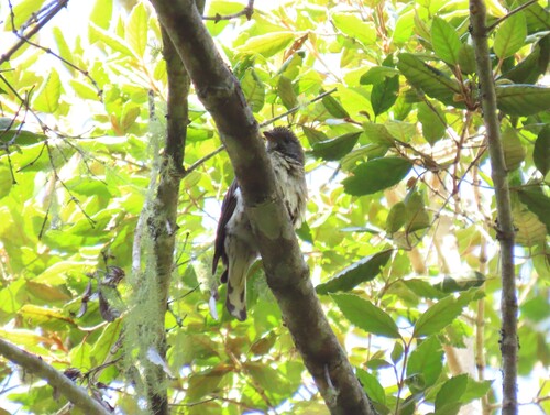 Scaly-throated Honeyguide (Indicator variegatus), photo 7