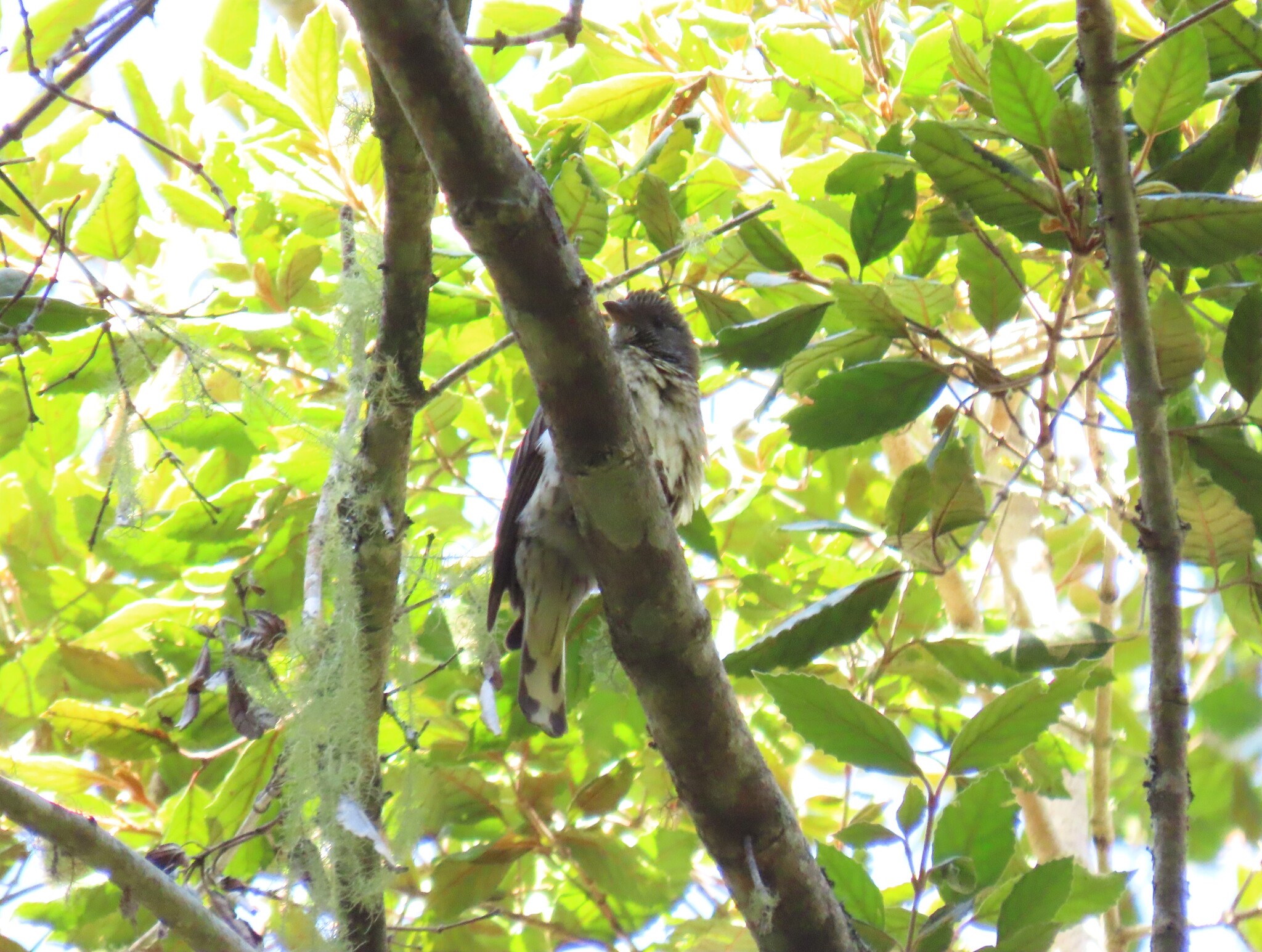 Scaly-throated Honeyguide (Indicator variegatus), photo 9