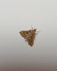 Sameodes cancellalis
