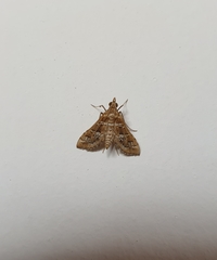 Sameodes cancellalis