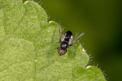 Parapalaeosepsis plebeia