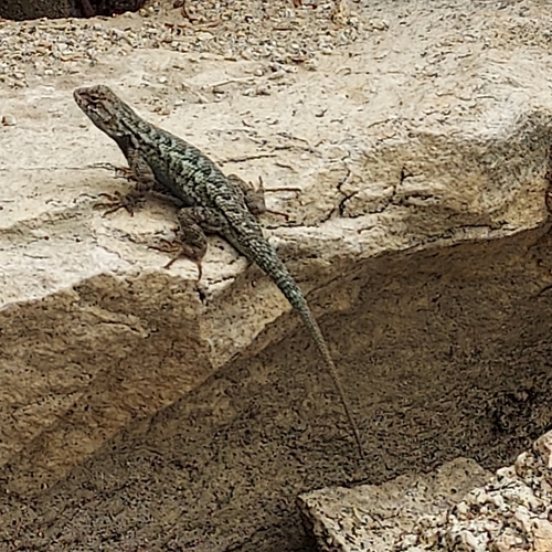 iNaturalist observation photo of Western Fence Lizard