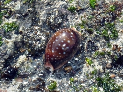 Lyncina vitellus