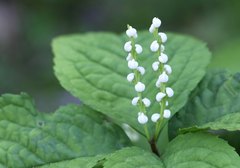 Chloranthus serratus