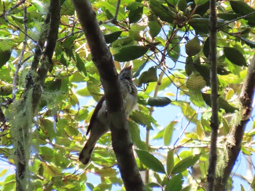 Scaly-throated Honeyguide (Indicator variegatus), photo 8