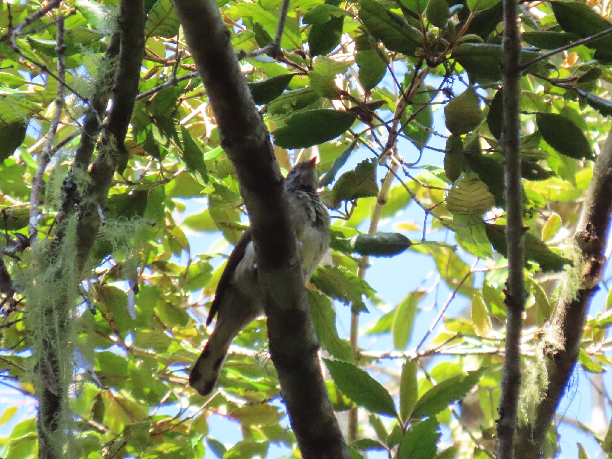 Scaly-throated Honeyguide (Indicator variegatus), photo 10