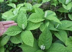 Chloranthus serratus