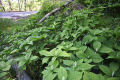 Chloranthus serratus