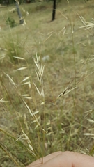 Austrostipa blackii