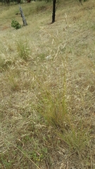 Austrostipa blackii