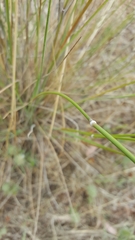 Austrostipa blackii