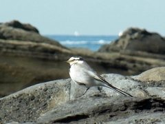 Motacilla alba lugens