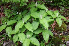 Chloranthus serratus