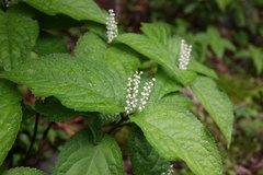 Chloranthus serratus