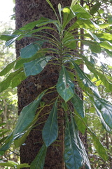 Meryta angustifolia