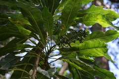 Meryta angustifolia