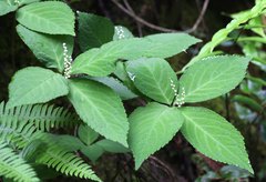 Chloranthus serratus