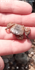 Hemigrapsus sanguineus