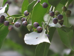 Celtis paniculata