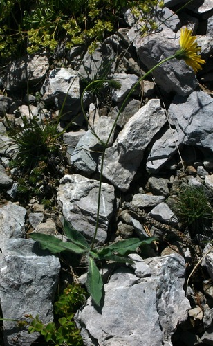 Cerinthe-achtig havikskruid (Hieracium cerinthoides)