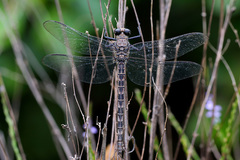 Tachopteryx thoreyi