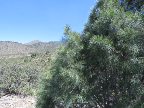weeping pinyon (Pinus pinceana)