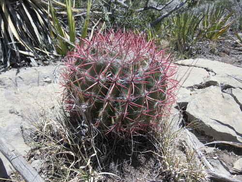 Ferocactus pilosus