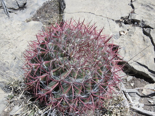Ferocactus pilosus
