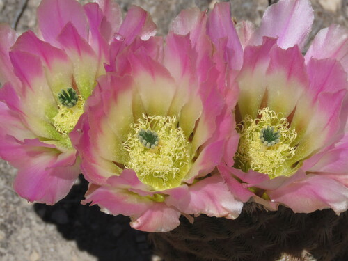 Echinocereus pectinatus