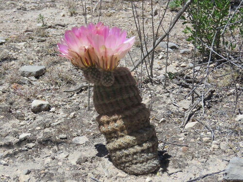 Echinocereus pectinatus
