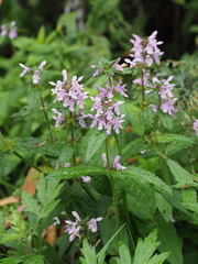 Stachys aspera hispidula