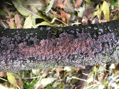 Radulomyces confluens