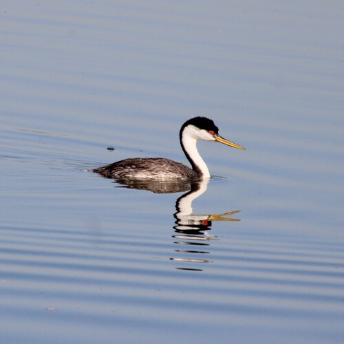 iNaturalist observation photo of Western Grebe