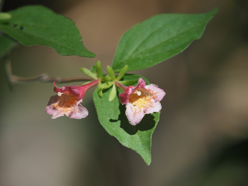Diabelia spathulata