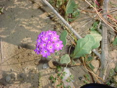 Abronia gracilis